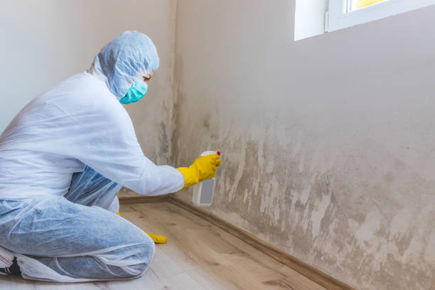 Mold Removal Process in St Maries, ID