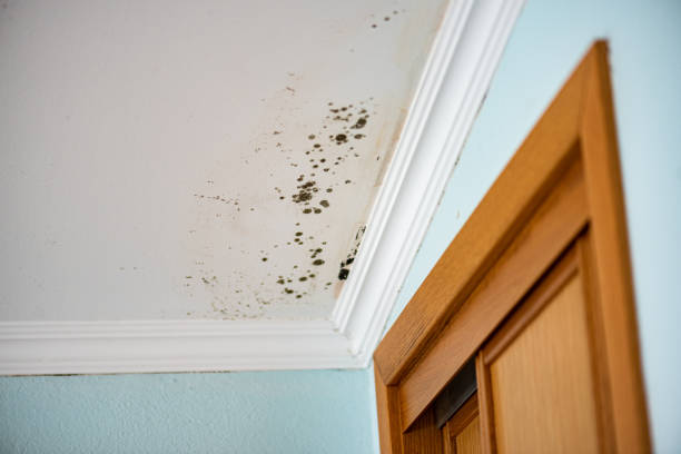 Best Certified Mold Removal  in St Maries, ID