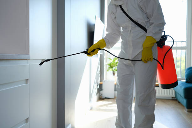 Best Mold Cleaning Services  in St Maries, ID