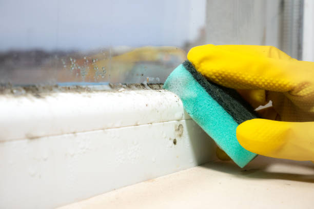 Best Black Mold Removal  in St Maries, ID