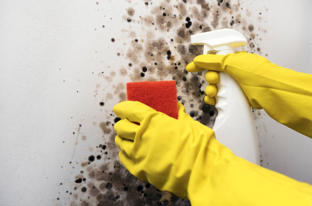 Professional Mold Removal in St Maries, ID