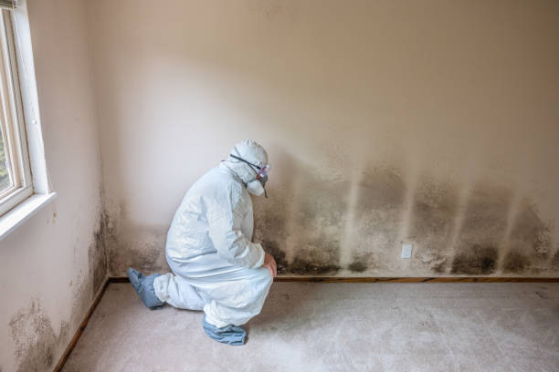 Attic Mold Removal in St Maries, ID