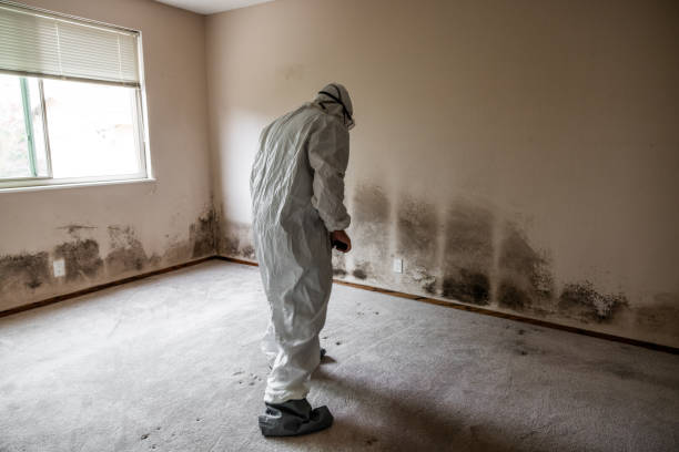 Best Mold Removal Process  in St Maries, ID