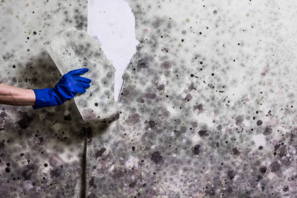 Best Mold Testing  in St Maries, ID