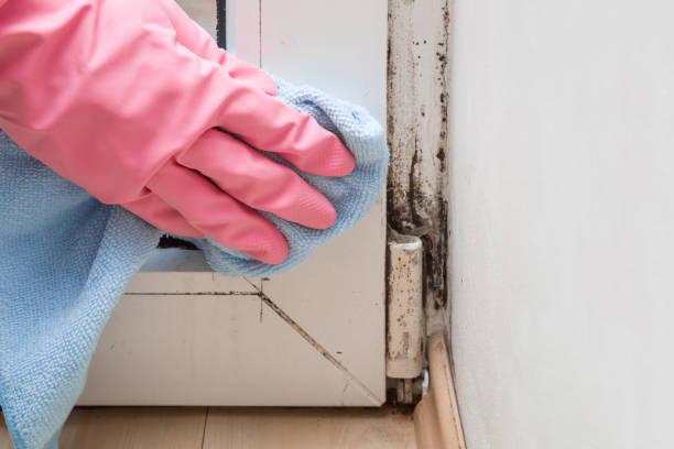 Best Emergency Mold Removal  in St Maries, ID