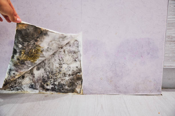 Best Black Mold Removal  in St Maries, ID